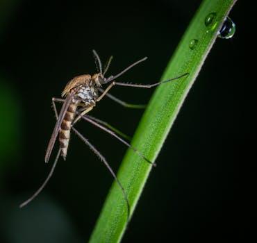 Are vector-borne diseases trending up with temperature rise?